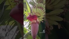 [ID: IS9a8HB1ksw] Youtube Automatic