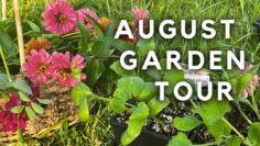 [ID: IsME4TkpYDM] Youtube Automatic