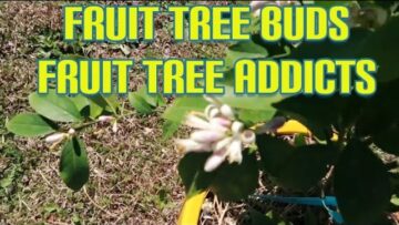 [ID: ITJmtSd_Ffc] Youtube Automatic