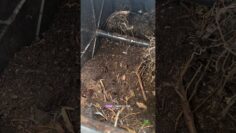 [ID: ItnxefFMEhc] Youtube Automatic