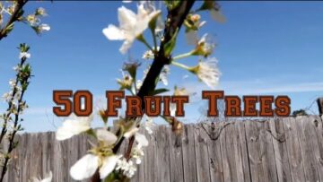 [ID: IuUZGejh4kQ] Youtube Automatic