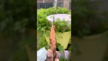 [ID: iW6cWJxAwIw] Youtube Automatic