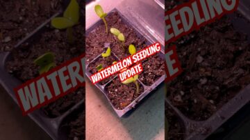 [ID: iwkrktipEus] Youtube Automatic