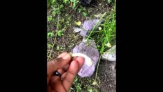 [ID: IXcO1lRFLws] Youtube Automatic