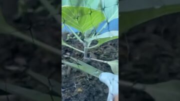 [ID: izejqmPwgpw] Youtube Automatic