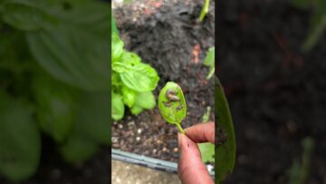 [ID: j6-8yng0YUo] Youtube Automatic