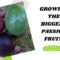 Grow The Biggest Passion Fruit Ever