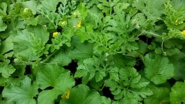 [ID: -jCrb0pud9c] Youtube Automatic