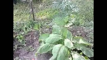 [ID: JdadCMEdwfI] Youtube Automatic