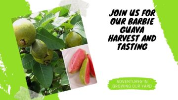 [ID: JdUWZaZ19yg] Youtube Automatic