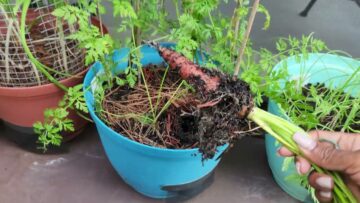 [ID: Ji01td6xLuM] Youtube Automatic