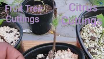 [ID: jiypkCSeRVg] Youtube Automatic