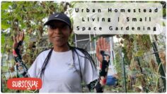 [ID: jJFf7qVxgiU] Youtube Automatic