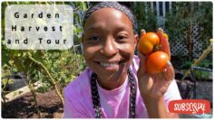 [ID: JjMzGPuIe7g] Youtube Automatic