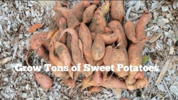 [ID: JkYAD8cYo0c] Youtube Automatic