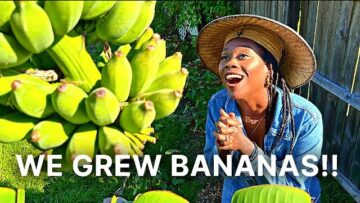 [ID: jnq5mSY2J-Q] Youtube Automatic