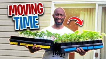 [ID: Jo3j4Ytf5Dc] Youtube Automatic