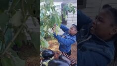 [ID: Jo8GE0vJ48s] Youtube Automatic