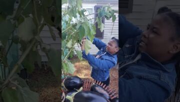 [ID: Jo8GE0vJ48s] Youtube Automatic