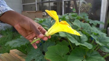 [ID: jRef7BA6qf4] Youtube Automatic