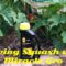 Miracle Gro and Growing Squash/miracle Gro raised bed soil