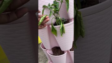 [ID: JtelAwtoVn4] Youtube Automatic