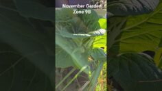 [ID: J_V3_Htj304] Youtube Automatic