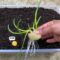 Secrets to Planting Onions in Containers: How to Grow Onion From Scraps