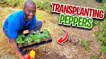 [ID: JWE5bOJQiz8] Youtube Automatic