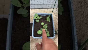 [ID: Jyw5Drkx64E] Youtube Automatic