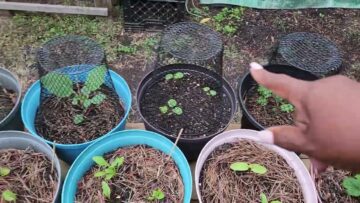 [ID: K2d4jr-ZeRk] Youtube Automatic