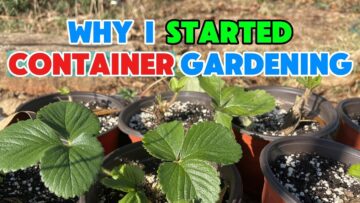 [ID: k2FrIJ7W7fA] Youtube Automatic