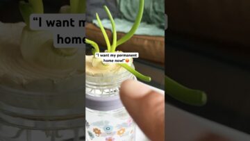 [ID: k5eLxsxdf1o] Youtube Automatic