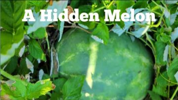 [ID: k92qJ_YfNL8] Youtube Automatic