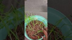 [ID: Kc9n80fiCaU] Youtube Automatic