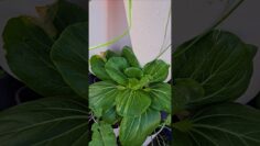 [ID: KcydGxsoO8k] Youtube Automatic