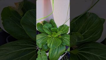 [ID: KcydGxsoO8k] Youtube Automatic