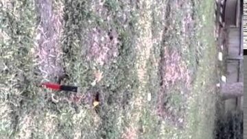 [ID: kEPAPa2B2ns] Youtube Automatic