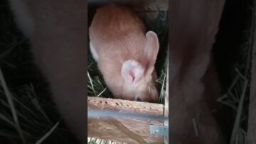 [ID: KF73n38GDJ8] Youtube Automatic