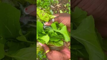 [ID: kLrsa9OUeag] Youtube Automatic