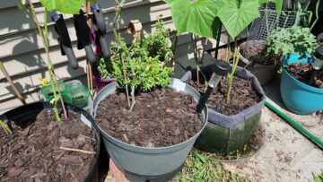 [ID: KLUC4RMJAvA] Youtube Automatic