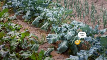 [ID: KNnuCcA1pPA] Youtube Automatic