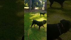 [ID: Ko1BTvFNWks] Youtube Automatic