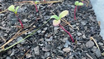 [ID: kpFQVoS8a3s] Youtube Automatic