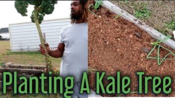 [ID: kPVXZmfn7dI] Youtube Automatic