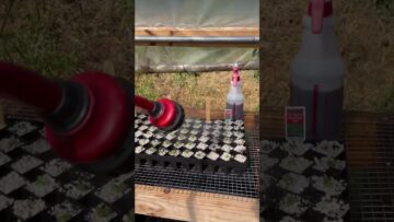 [ID: kS3y6gjBrF8] Youtube Automatic