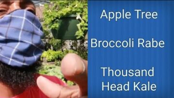 [ID: KSO96nYXgCE] Youtube Automatic