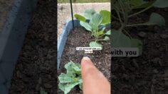 [ID: ku7oYxOiAUk] Youtube Automatic