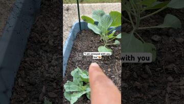 [ID: ku7oYxOiAUk] Youtube Automatic