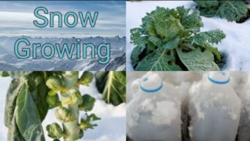 [ID: kXKFQiI6ROc] Youtube Automatic